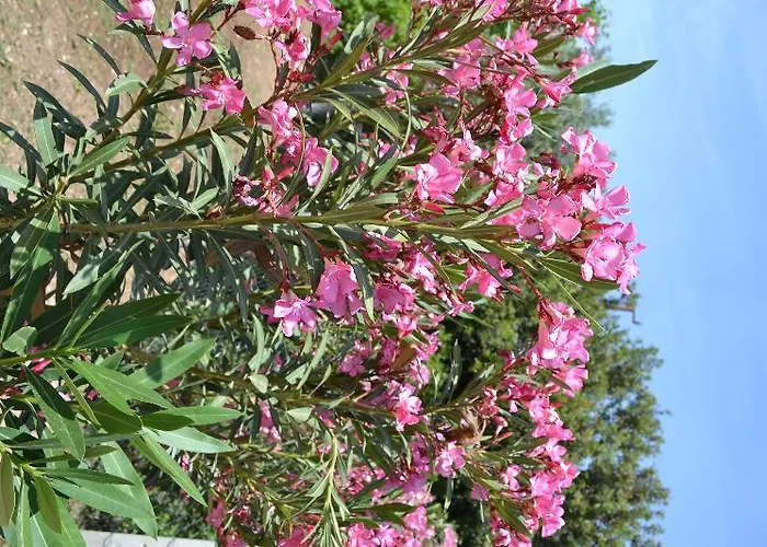 Elit Deniz Palamutbuekue Szálloda 3*